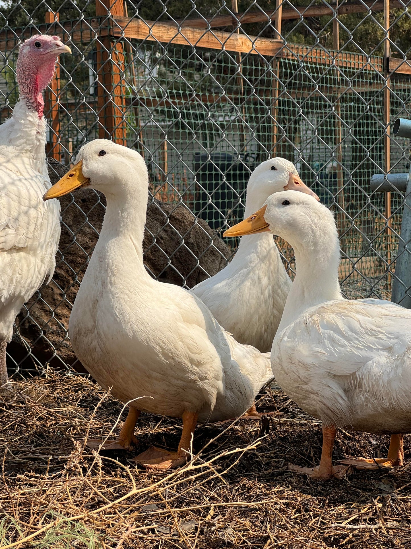 Whole Duck