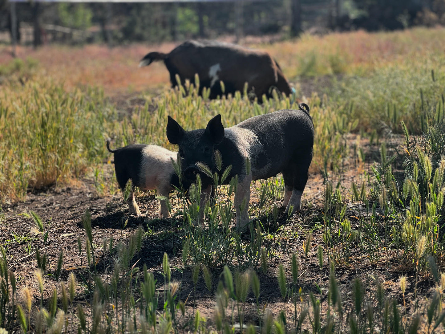 Pork Shares 2026 - DEPOSIT ONLY