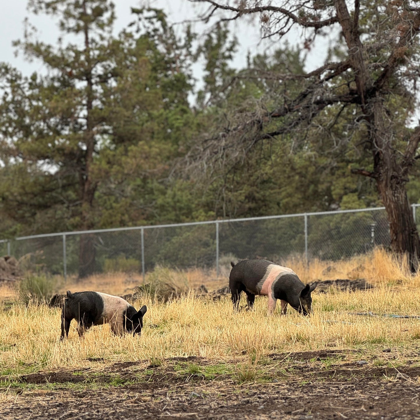 Pork Shares - Spring Pigles